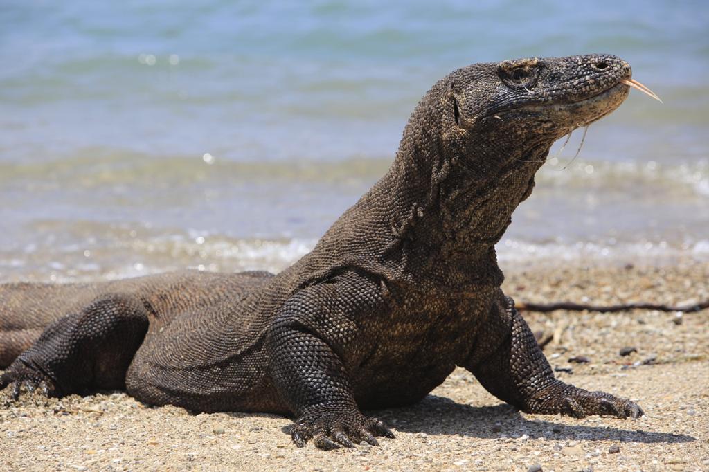 SARPRAS APA YANG SEDANG DISIAPKAN PEMERINTAH DI P.RINCA, TN.KOMODO?